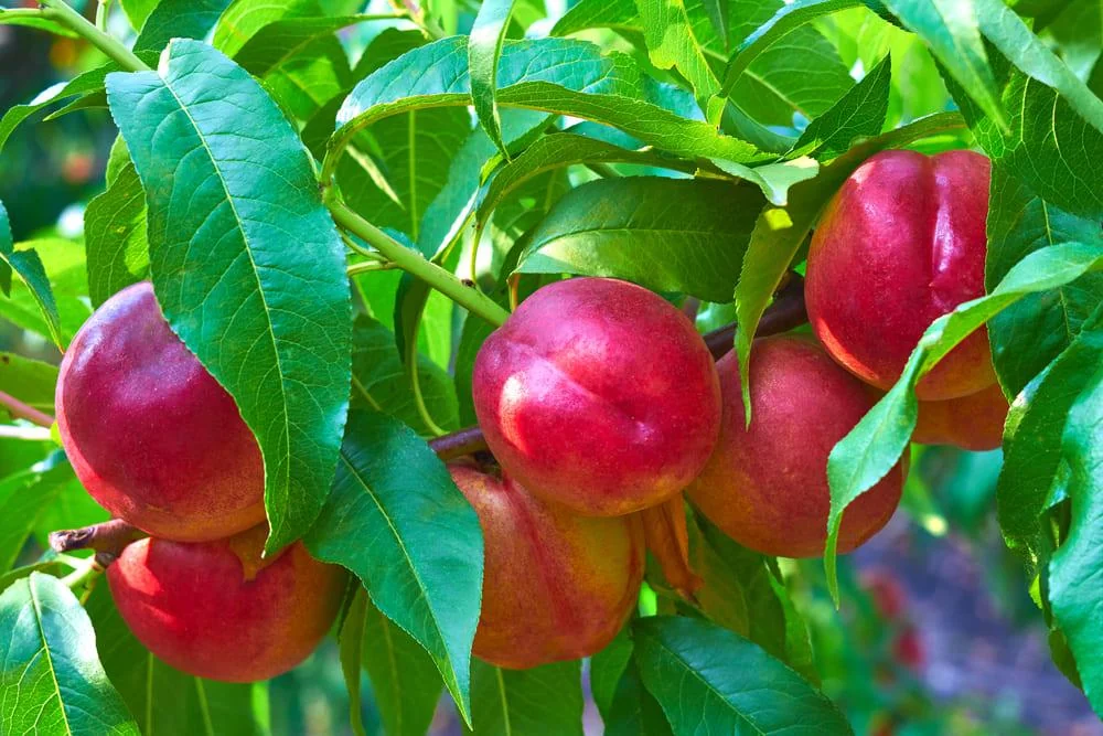 Nectarine: beneficii, proprietati, contraindicatii