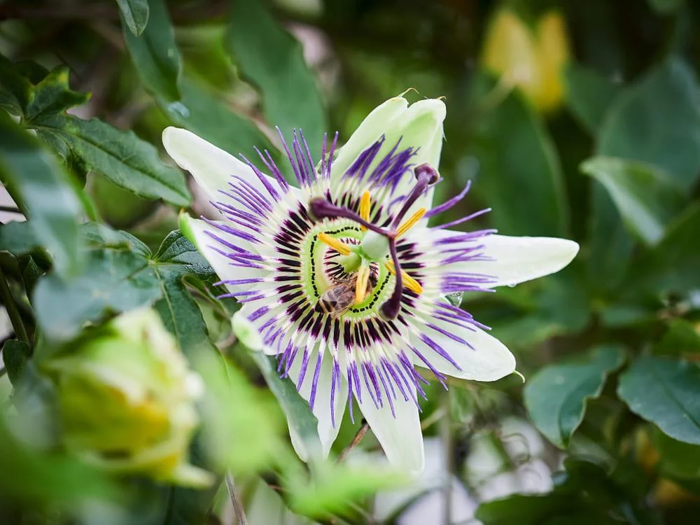 Floarea pasiunii (passiflora) - beneficii, proprietati, contraindicatii