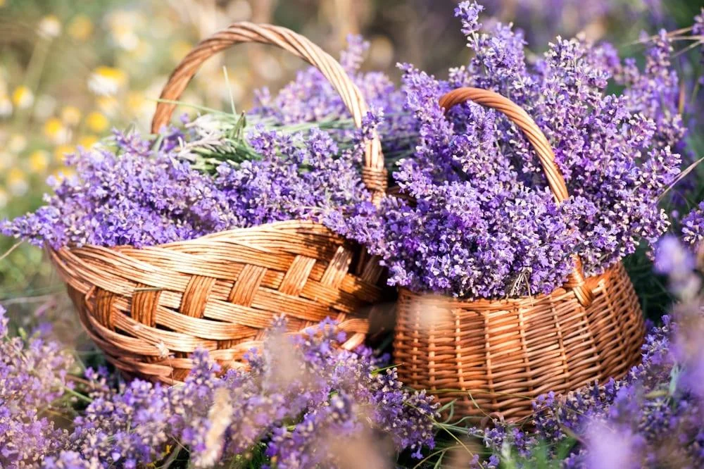 Lavanda - beneficii, proprietati, contraindicatii