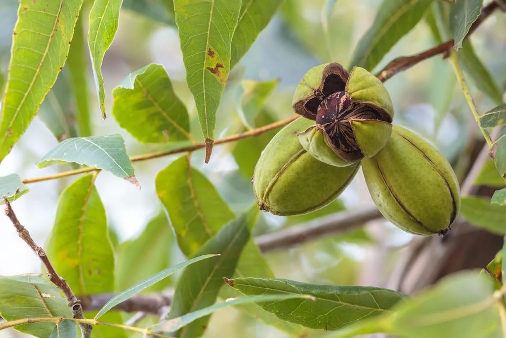 Nuci pecan: beneficii, proprietati, contraindicatii