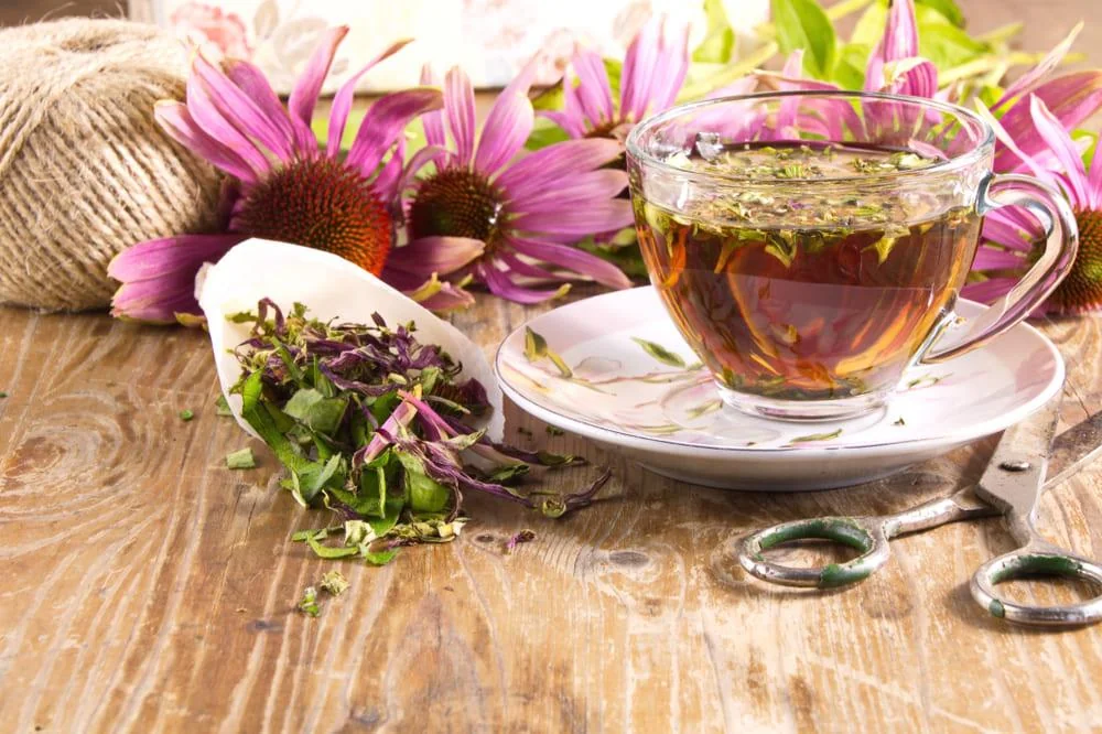 Echinacea: Beneficii si contraindicatii