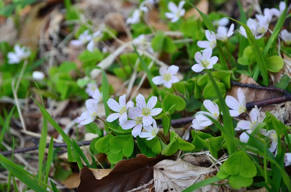 Floare de Macris