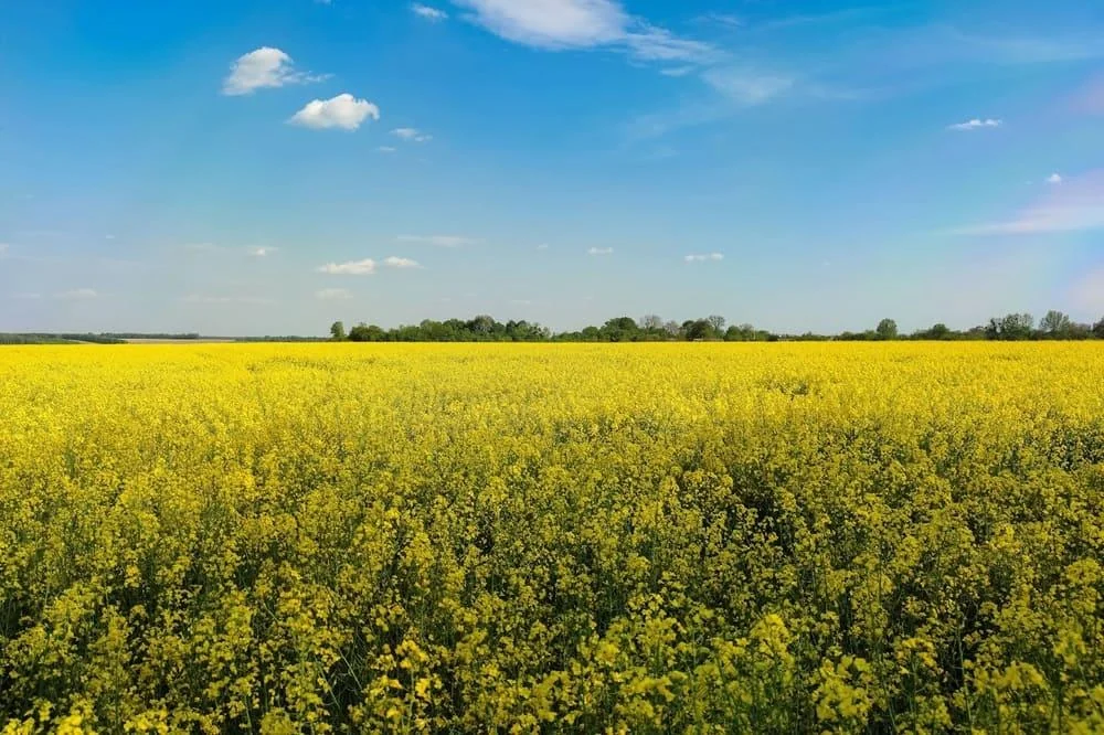 Ulei de rapita: proprietati, beneficii, utilizari