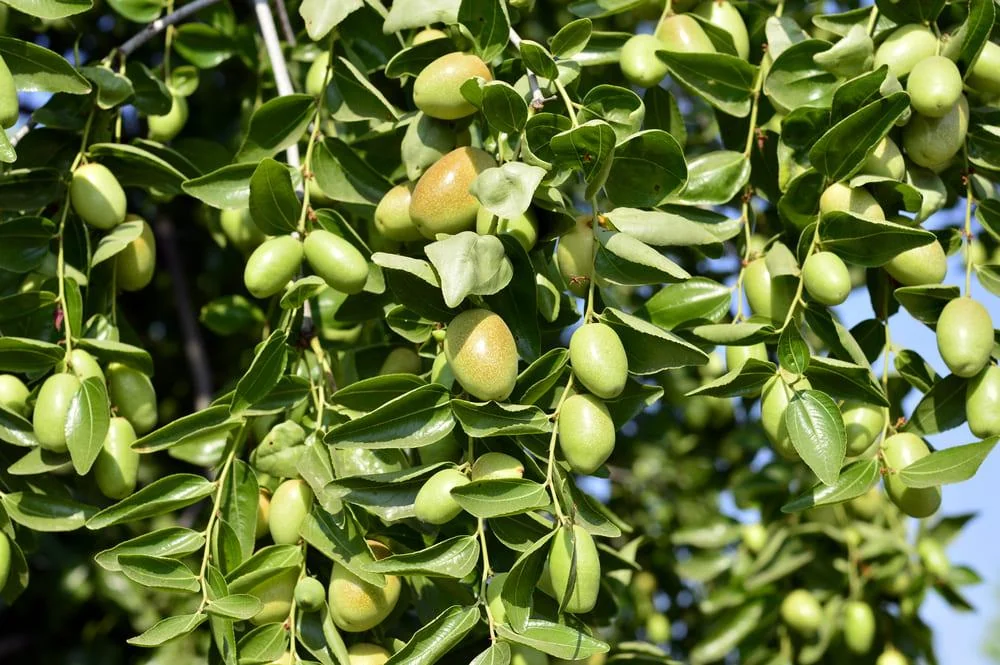 Uleiul de jojoba: proprietati, beneficii si utilizare