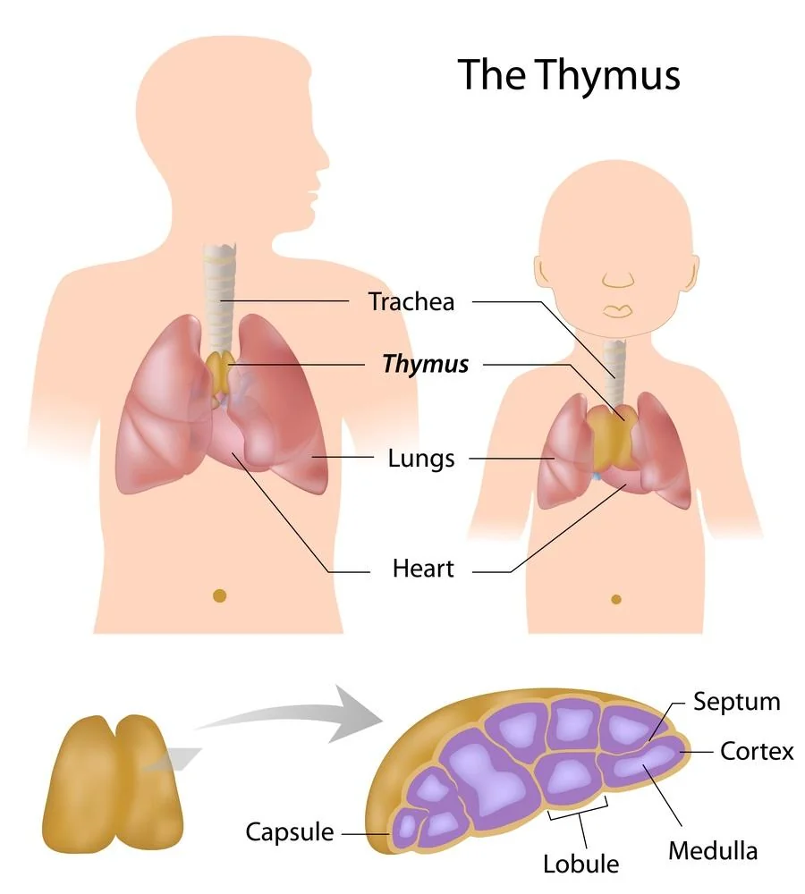 Glanda timus: functii, rol, afectiuni asociate