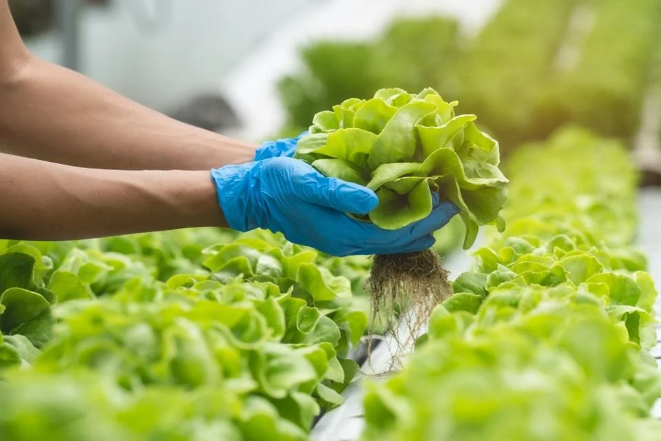 Salata verde: beneficii, proprietati, contraindicatii