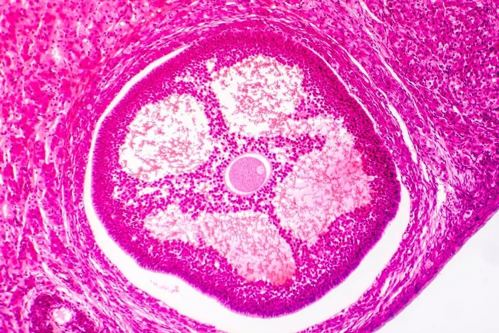 Folicul ovarian: ce este si ce rol are?