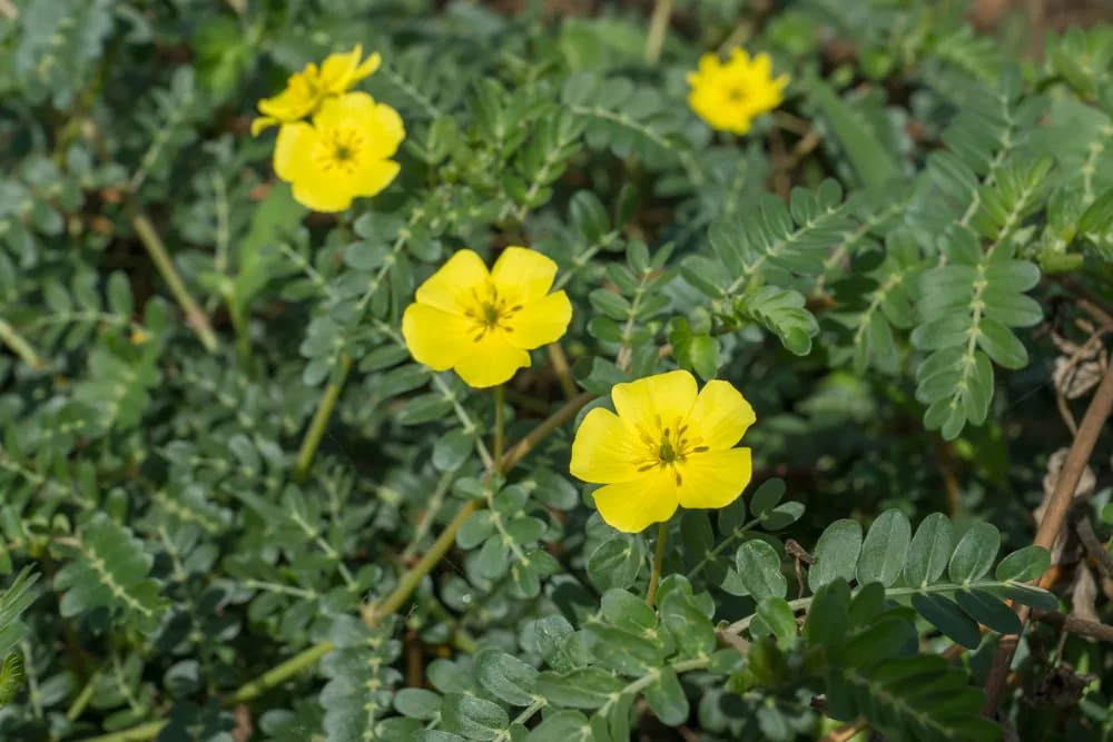 Coltii babei (Tribulus Terrestris): beneficii, proprietati, utilizari