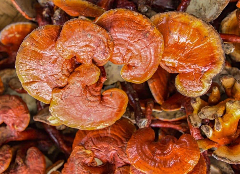 Ganoderma (Ciuperca Reishi): beneficii, proprietati, utilizari