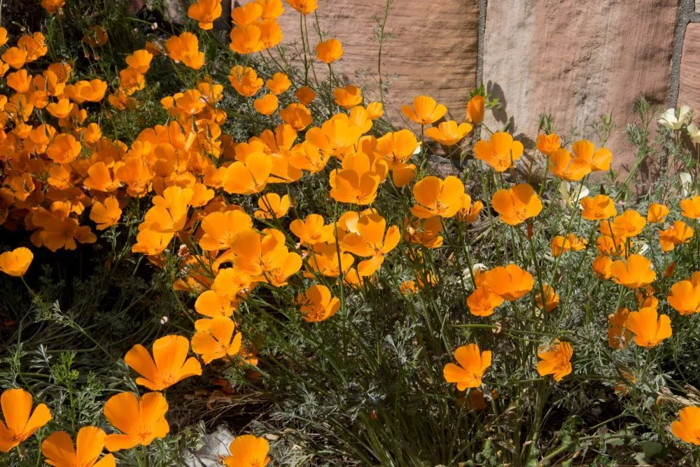 Mac californian (Eschscholzia californica): beneficii, proprietati, utilizari