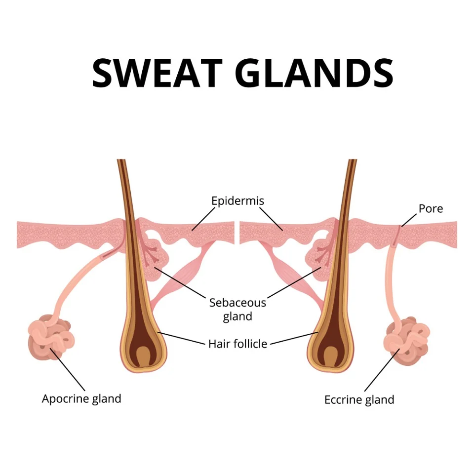 Sweat glands