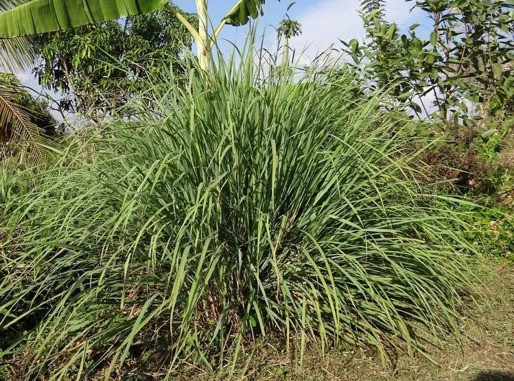 Lemongrass: beneficii, proprietati, utilizari