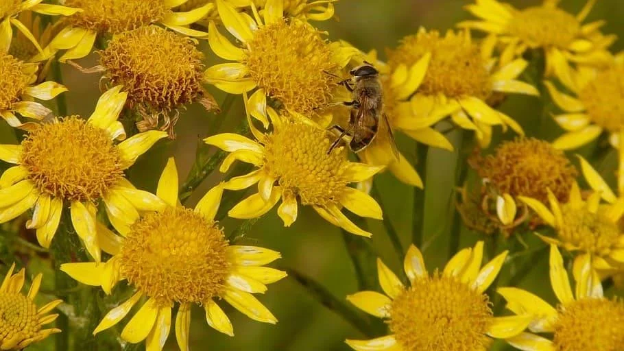 Arnica - beneficii si modalitati de a o utiliza