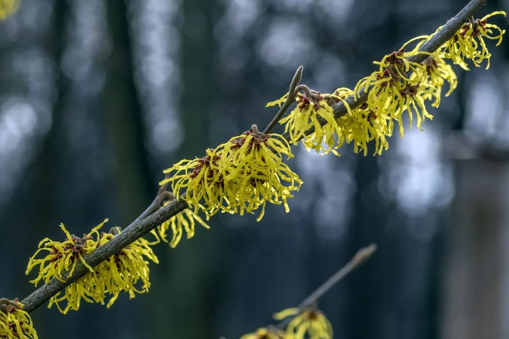 Hamamelis - beneficii, proprietati, contraindicatii