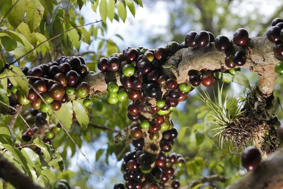 Jabuticaba: beneficii, proprietati, contraindicatii