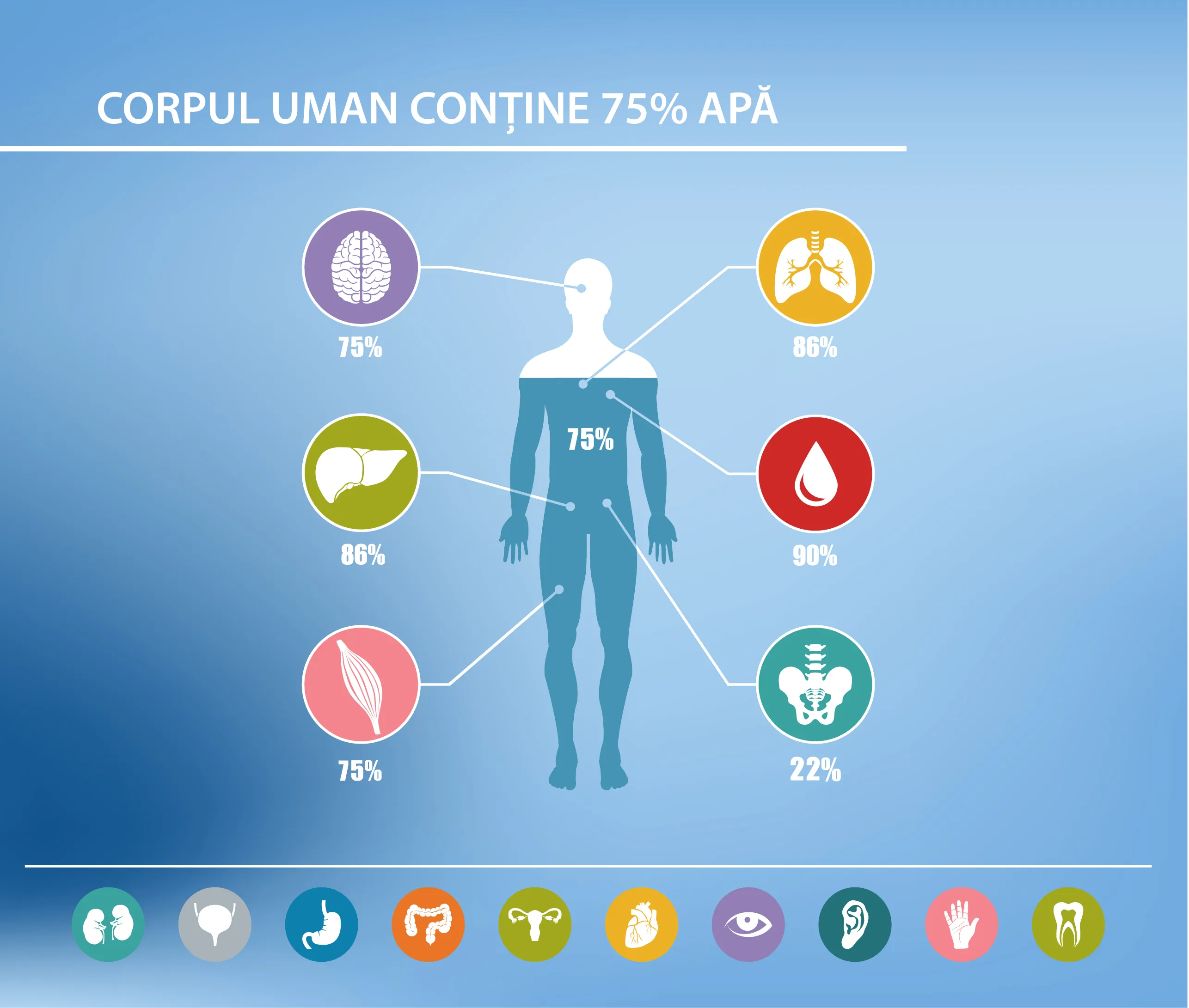 Corpul uman este constituit in mare parte din apa, cu o medie de aproximativ 60%