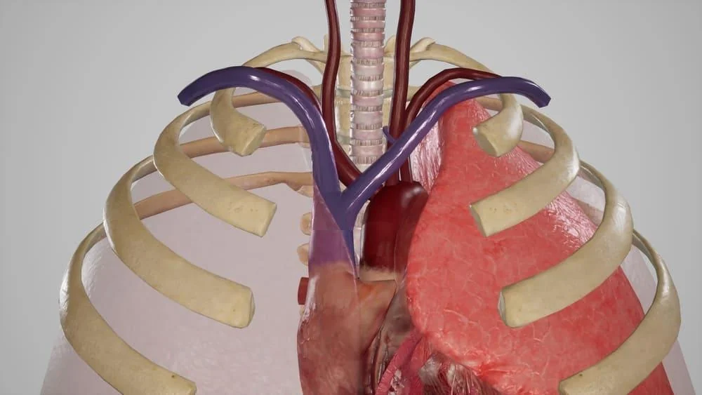 Mediastin: ce este, functii, rol