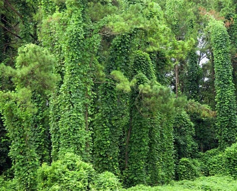 Kudzu: beneficii, proprietati, utilizari