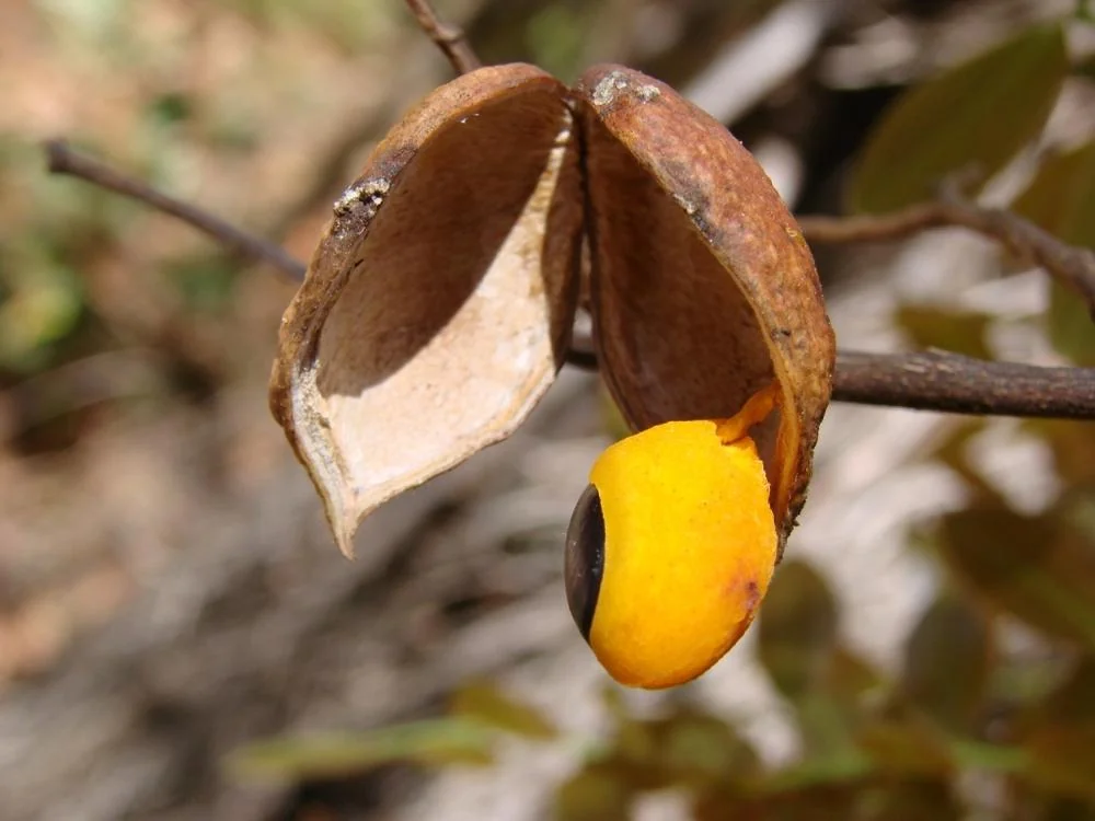 Ulei de copaiba: beneficii, proprietati, utilizari