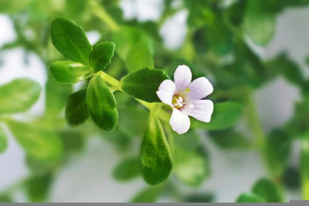 Bacopa monnieri: beneficii, proprietati, utilizari