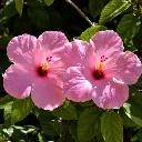 Ceai de hibiscus