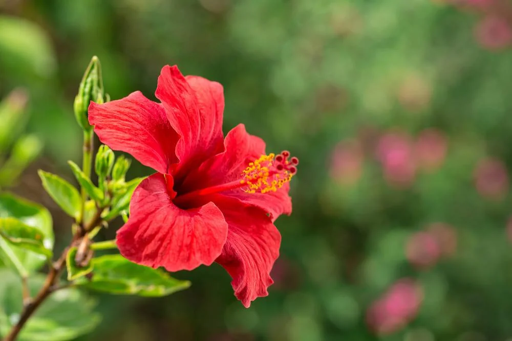 Hibiscus - beneficii, proprietati, contraindicatii