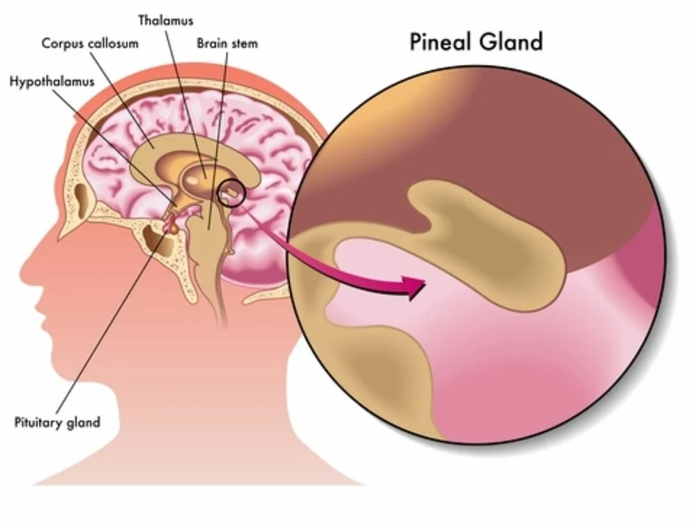 Glanda pineala (epifiza): ce este, functii, rol