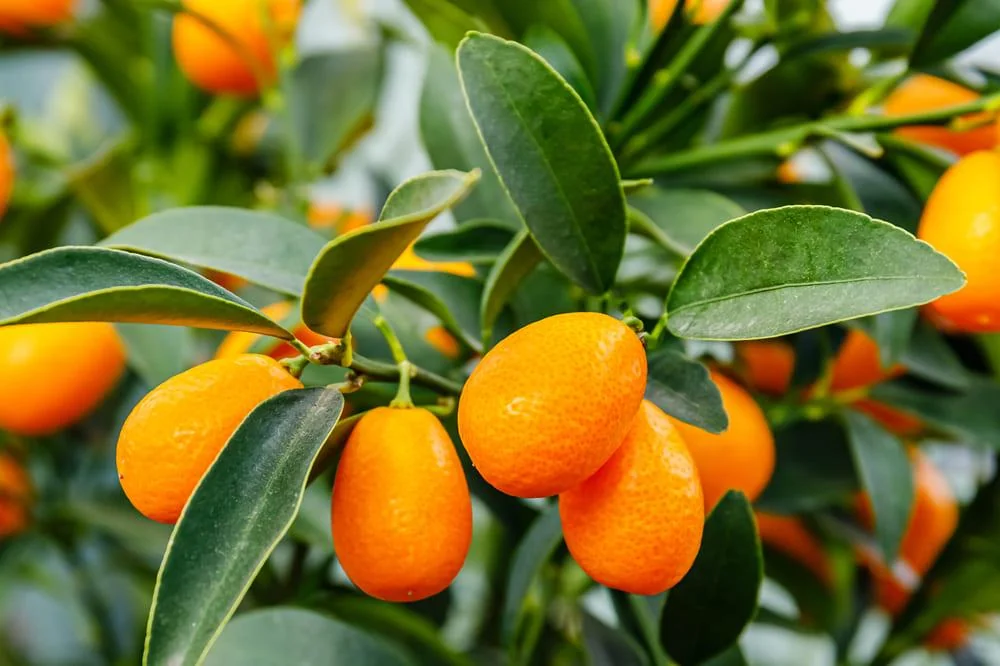 Kumquat: beneficii, proprietati, contraindicatii