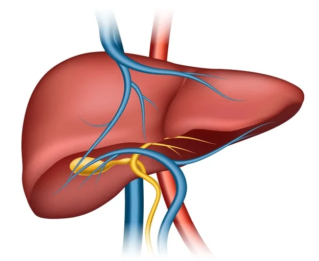 Tipuri de hepatita: cauze, simptome, tratament si preventie