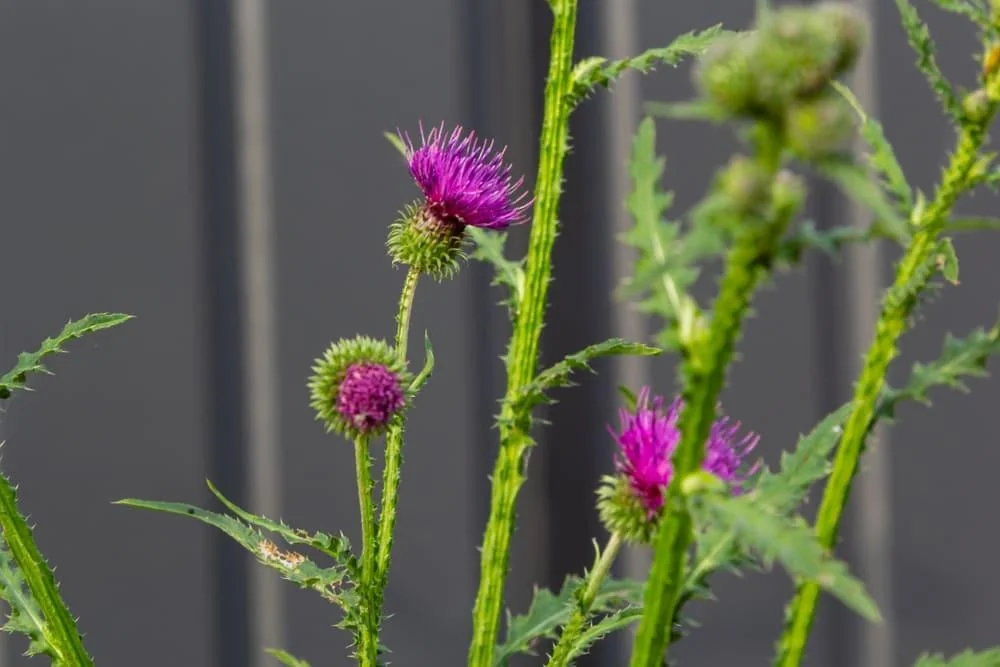 Palamida (Cirsium arvense): beneficii, proprietati, utilizari