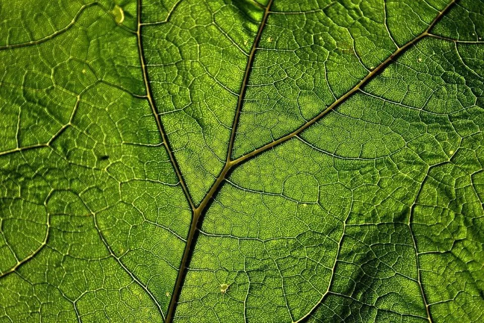 Vene sparte pe picioare: de ce apar si cum le tratam?