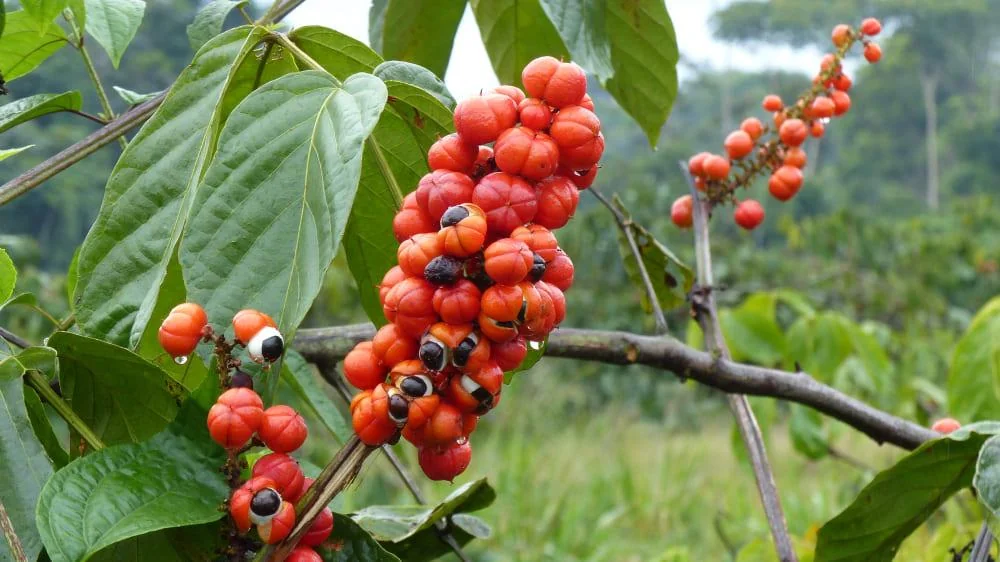 Guarana: beneficii, proprietati, contraindicatii